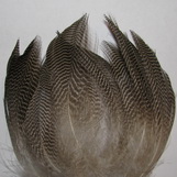 gadwall  flanks natural �������� 6 ���. 
